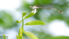 Platycnemis phyllopoda