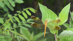 Sympetrum pedemontanum elatum