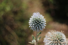 Echinops grijsii