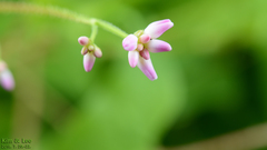 Angiospermae