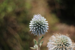 Echinops grijsii