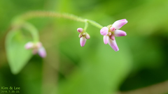 Angiospermae