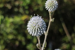 Echinops grijsii