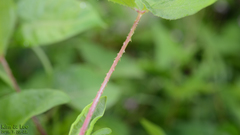 Angiospermae