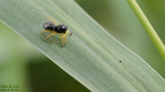 Heliophanus ussuricus