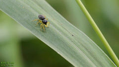 Heliophanus ussuricus