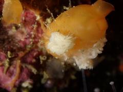 Favorinus blianus