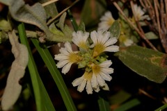 Scaevola canescens