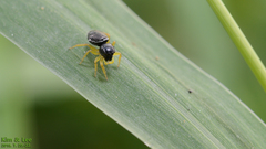 Heliophanus ussuricus
