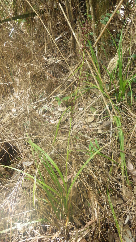 Carex haematosaccus