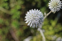 Echinops grijsii