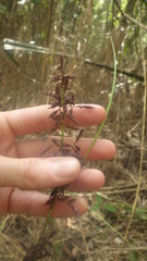 Carex haematosaccus image