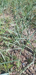 Leymus chinensis