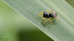 Heliophanus ussuricus