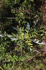 Echinops grijsii