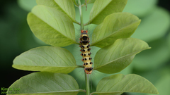 Lepidoptera