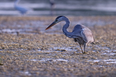Ardea cinerea