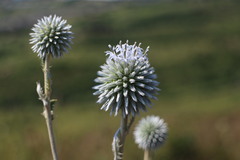 Echinops grijsii