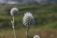 Echinops grijsii