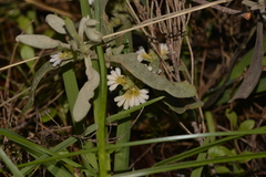 Scaevola canescens