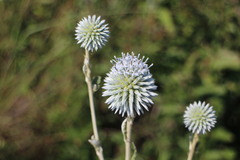 Echinops grijsii
