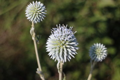 Echinops grijsii