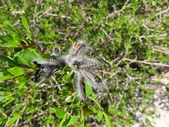 Bombycomorpha bifascia