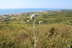 Echinops grijsii