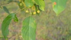Angiospermae