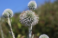 Echinops grijsii