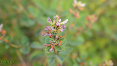 Angiospermae