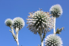 Echinops grijsii
