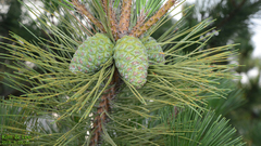 Pinus