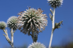 Echinops grijsii
