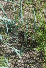 Leymus chinensis