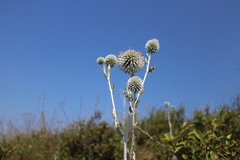 Echinops grijsii