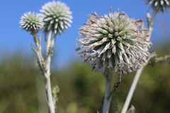 Echinops grijsii