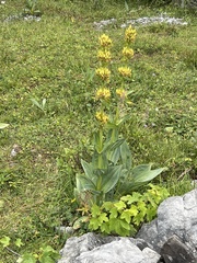 Gentiana lutea lutea