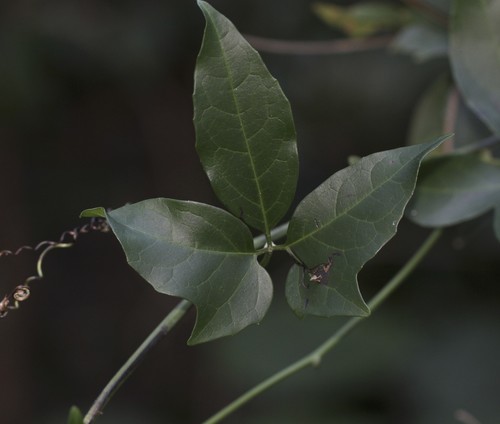Nothoalsomitra suberosa (F.M.Bailey) I.Telford