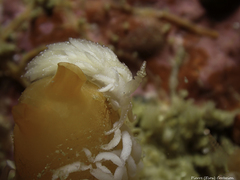 Favorinus blianus