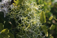 Clematis chinensis tatushanensis