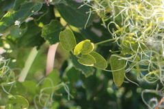 Clematis chinensis tatushanensis