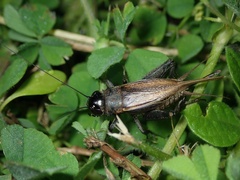 Melanogryllus bilineatus