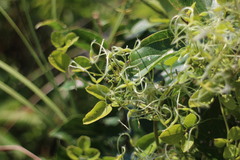 Clematis chinensis tatushanensis