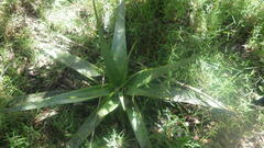 Aloe macroclada image