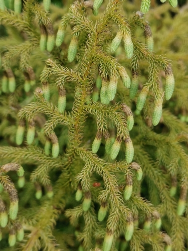 staghorn clubmoss