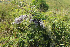 Clematis chinensis tatushanensis