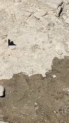 Iphiclides feisthamelii