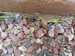 Xanthopastis moctezuma
