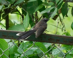 Rhipidura albicollis